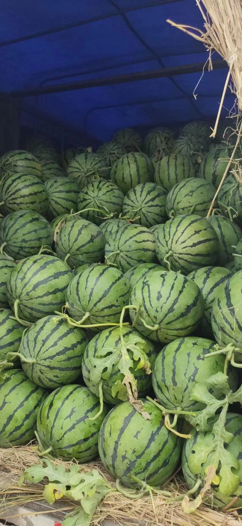 禹城京欣西瓜5月20号大量上市欢迎电话咨询视频看货