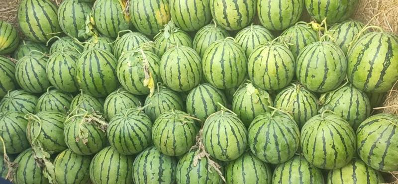 禹城京欣西瓜5月20号大量上市欢迎电话咨询视频看货