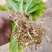 根结线虫特效药生物制剂内吸性好安全高效无残留持效期长