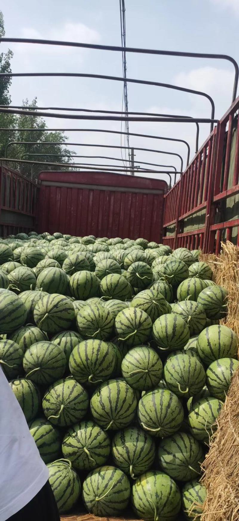 山东京欣西瓜5月20大量上市口感脆甜欢迎电联视频看货