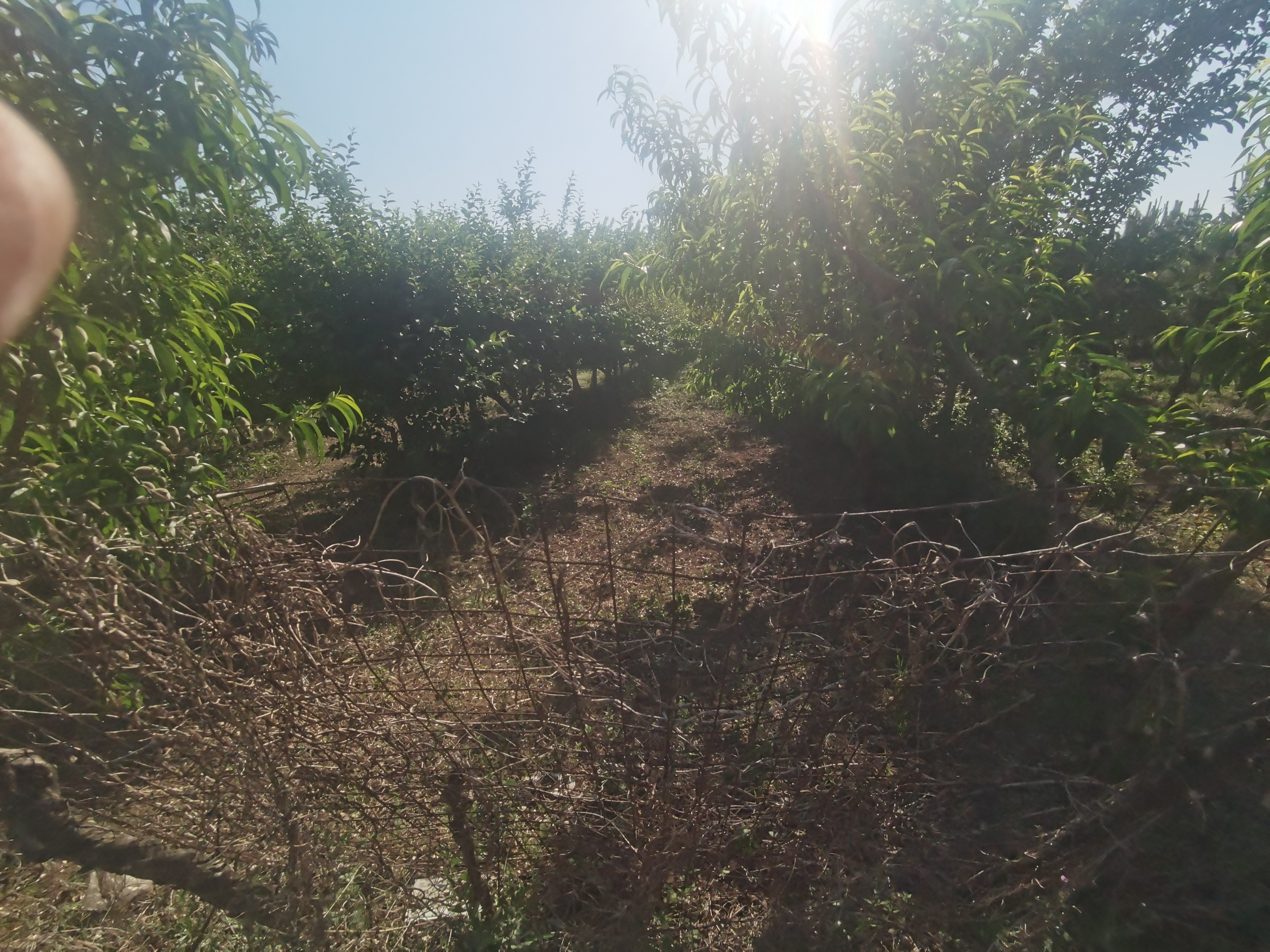 国槐成片种植基地航拍图