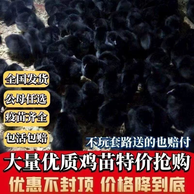 黑土鸡苗