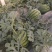 万亩甜王西瓜大量上市，价格不贵，货源稳定，要的老板联系