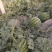 万亩甜王西瓜大量上市，价格不贵，货源稳定，要的老板联系