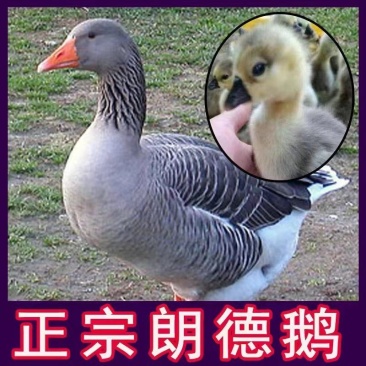 朗德鹅苗
