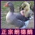朗德鹅苗