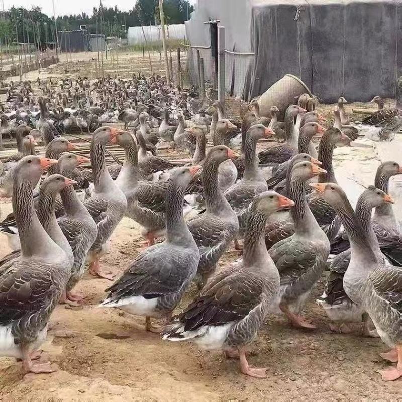 朗德鹅苗