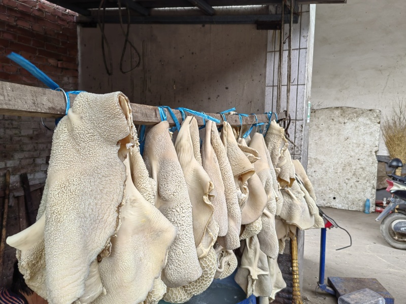 河北石家庄纯干牛大肚现货发售。需要老板联系，量大优惠。