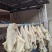 河北石家庄纯干牛大肚现货发售。需要老板联系，量大优惠。