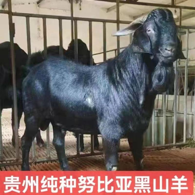 努比亚黑羊仔