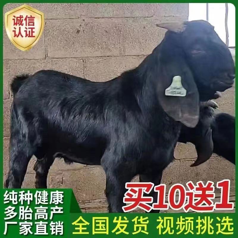 努比亚黑羊仔