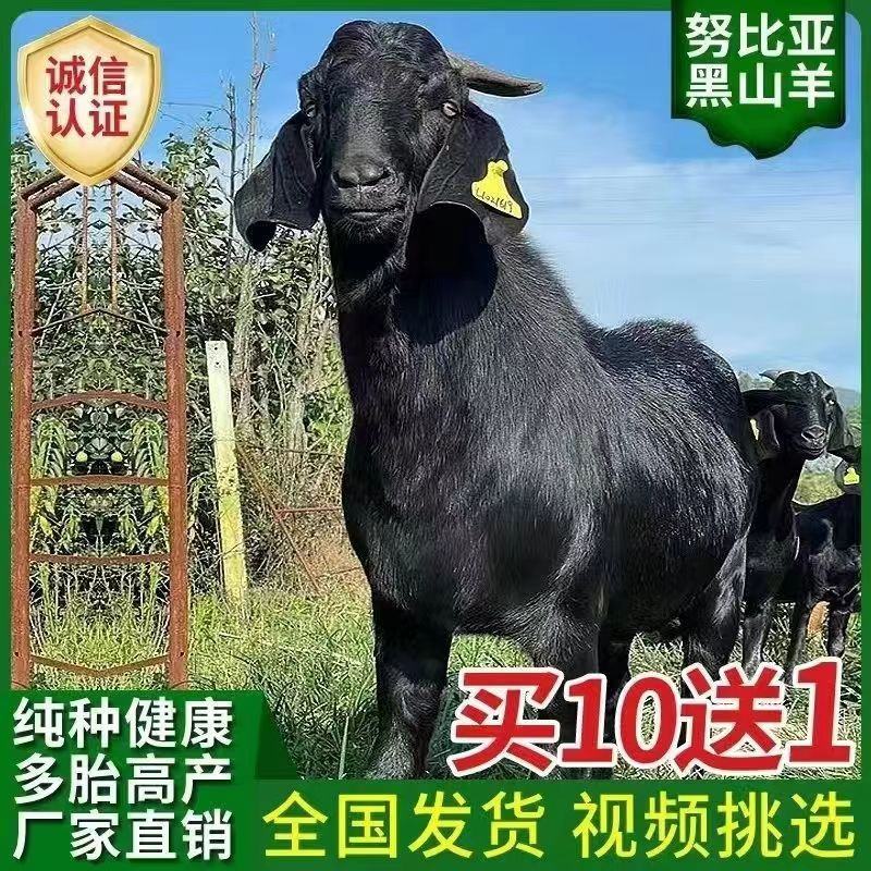 努比亚黑羊仔