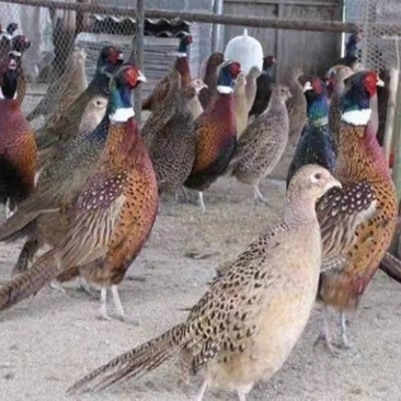 七彩山鸡苗