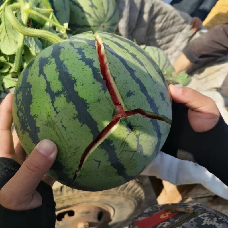 甜王西瓜，大红干瓤瓜密度好糖分高，大量上市、全国代发。