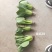 夏抗28青梗菜种子抗热夏季菜种籽耐热耐湿叶翠绿小青菜种子产量