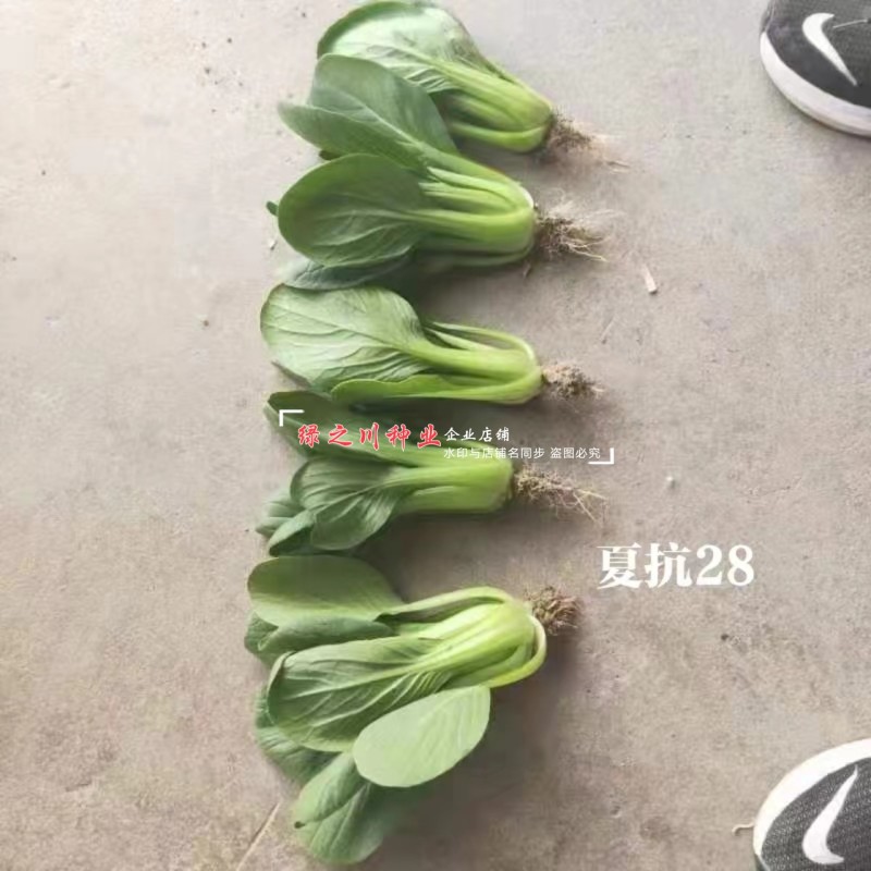 夏抗28青梗菜种子抗热夏季菜种籽耐热耐湿叶翠绿小青菜种子产量