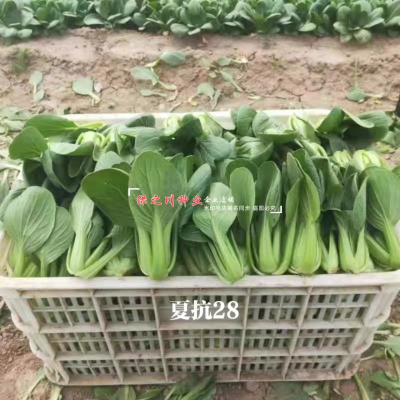夏抗28青梗菜种子抗热夏季菜种籽耐热耐湿叶翠绿小青菜种子产量