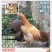 三黄鸡苗
