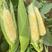 大量玉米供应，糯玉米广东产地直发新鲜采摘对接全国市场