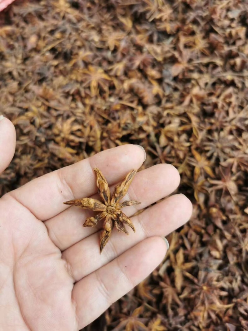 香料批发产地直供广西大红八角足干无硫，真实报价，一件代发