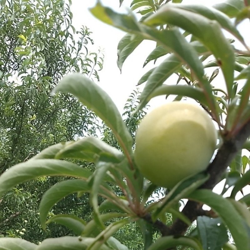 蜂糖李甜如蜂蜜，清脆可口，超甜