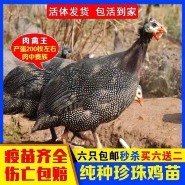 珍珠鸡苗