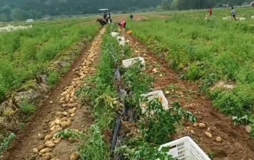 白心土豆采收现场