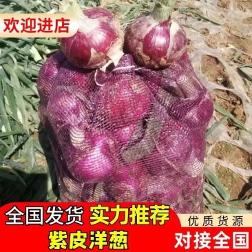 开封通许紫皮洋葱大量上市，产地供应价格优势可视频看货