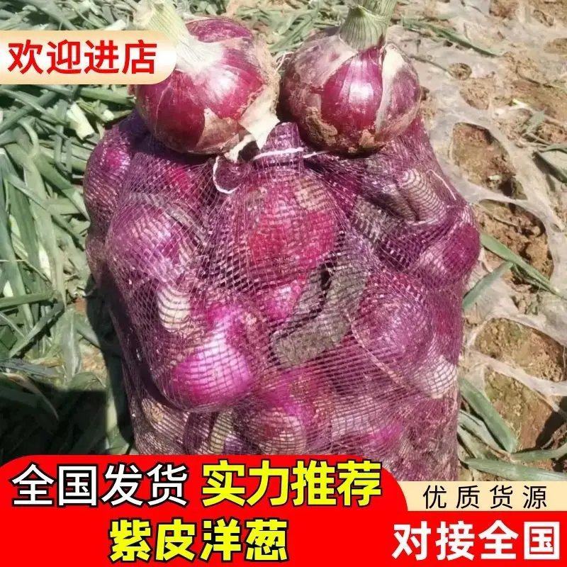 开封通许紫皮洋葱大量上市，产地供应价格优势可视频看货