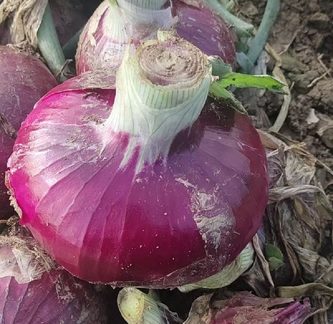 展示紫皮、黄皮、白皮洋葱的外观、口感及主要营养特点对比 不同洋葱品种对比图