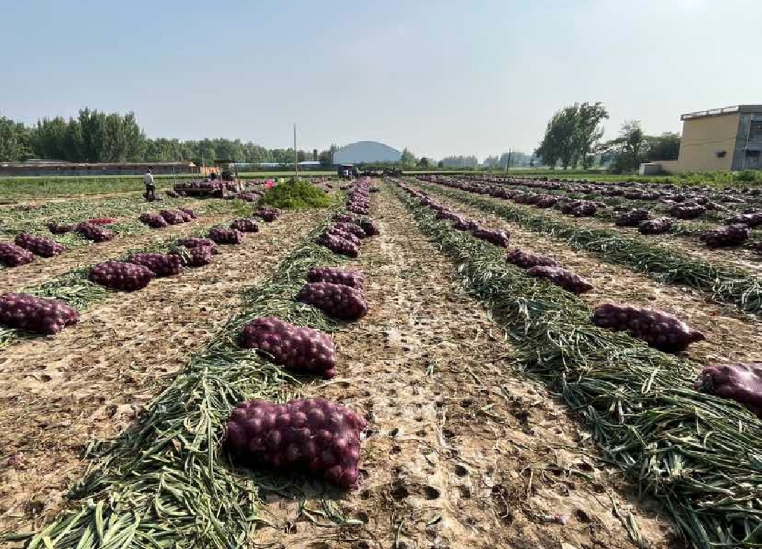 红皮洋葱丰收场景