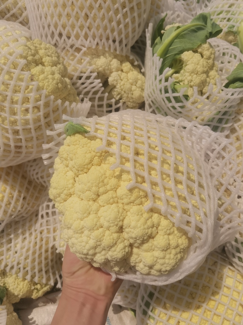 精品有机花菜大量供货，商超，市场对接，视频看货，需要联