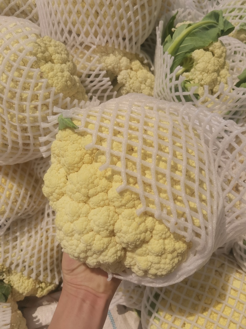 精品有机花菜大量供货，商超，市场对接，视频看货，需要联
