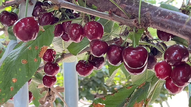 春节期间超市里摆放整齐、颜色诱人的车厘子货架 春节超市车厘子货架