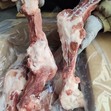 牧原猪后腿骨