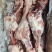 牧原猪后腿骨