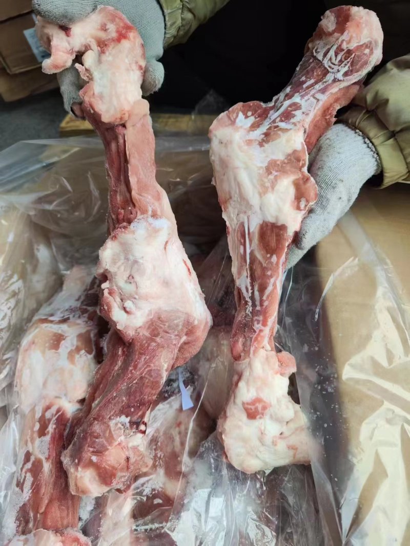 牧原猪后腿骨