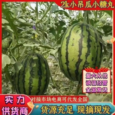 安徽小糖丸2K小西瓜早春红玉手掰西瓜产地直发