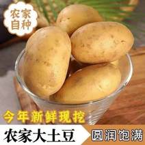 黄心土豆产地论价保质保量欢迎订购量大从优