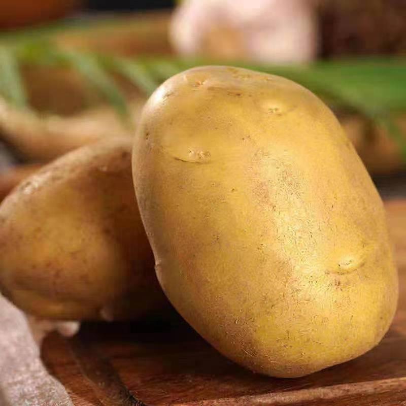 黄心土豆产地看货论价保质保量欢迎订购量大从优