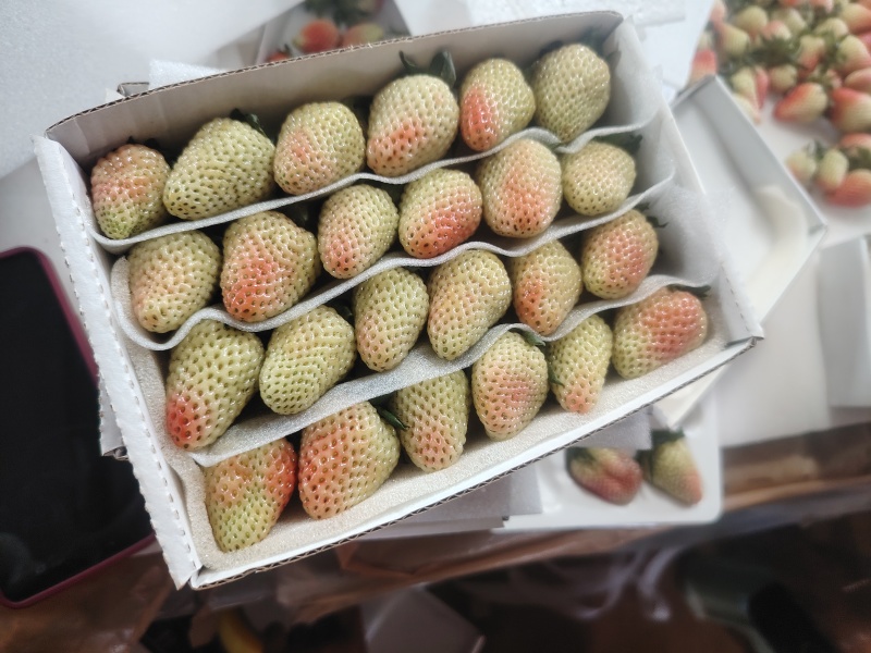 新鲜草莓，现摘现发价格实惠开口优美