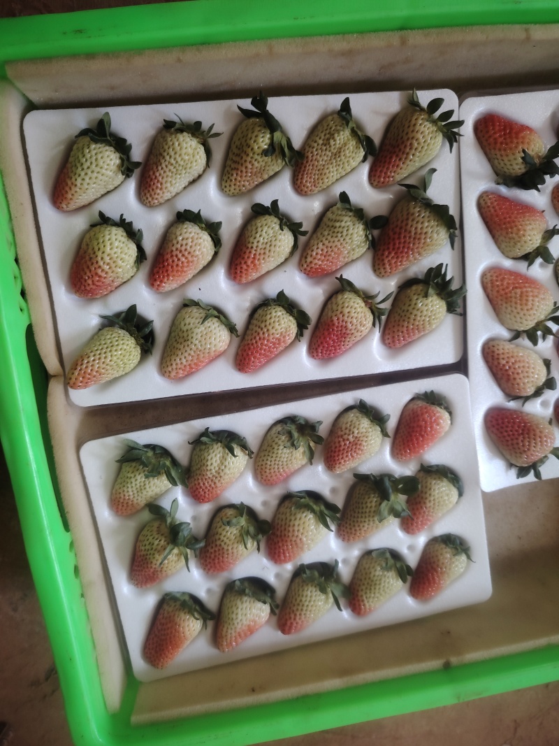 新鲜草莓，现摘现发价格实惠开口优美