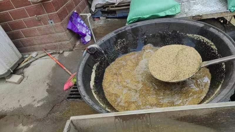用小铁锅炒熟的熟白芝麻，出油率好，油质干净，香