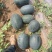 西瓜