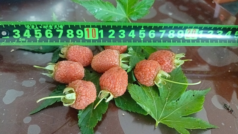 浙江绍兴新昌七叶覆盆子苗规格齐全产地直供可视频看货预定