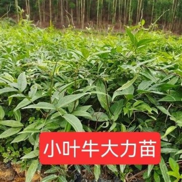 小叶牛大力苗
