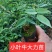 小叶牛大力苗