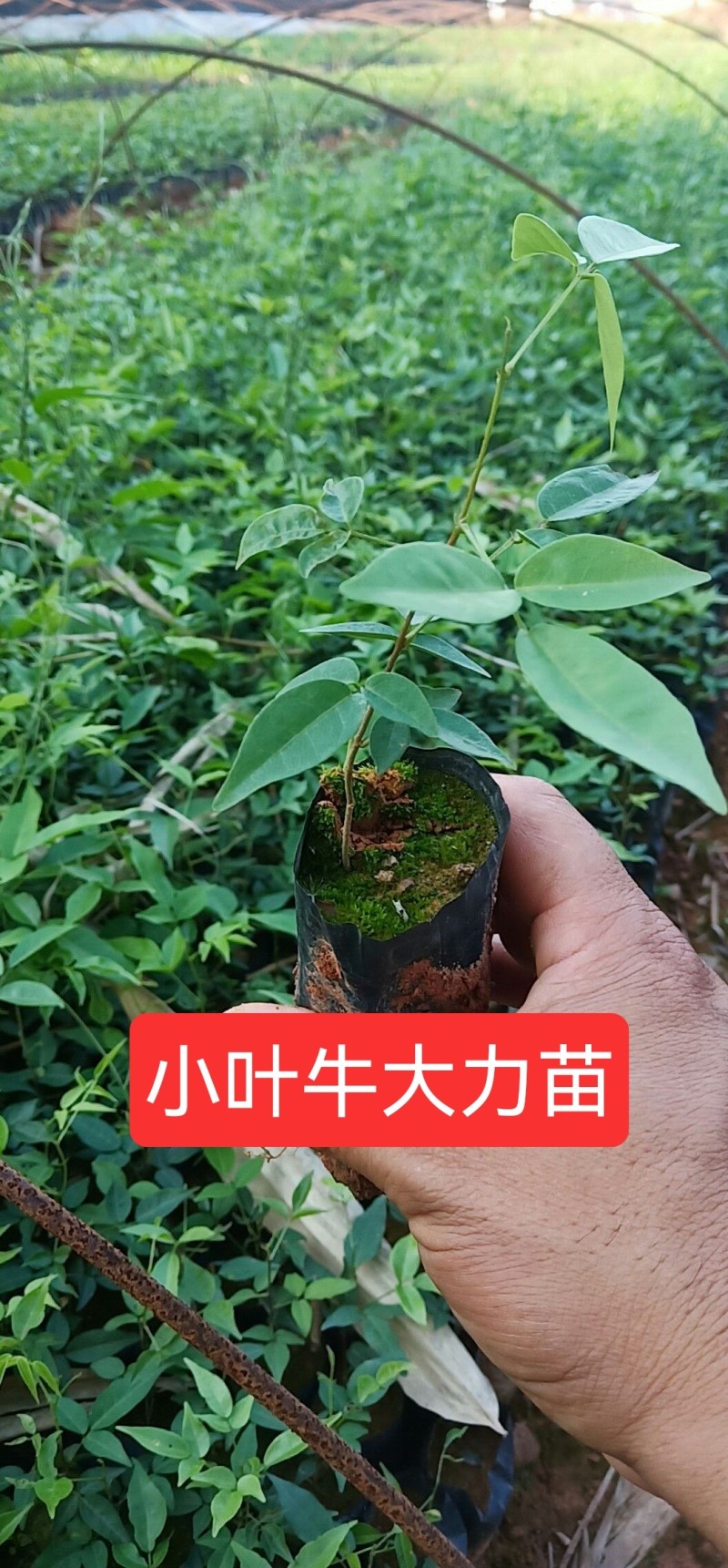 小叶牛大力苗