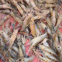 新鲜罗氏沼虾，产地直供口感鲜美营养丰富，时价，欢迎来电详询