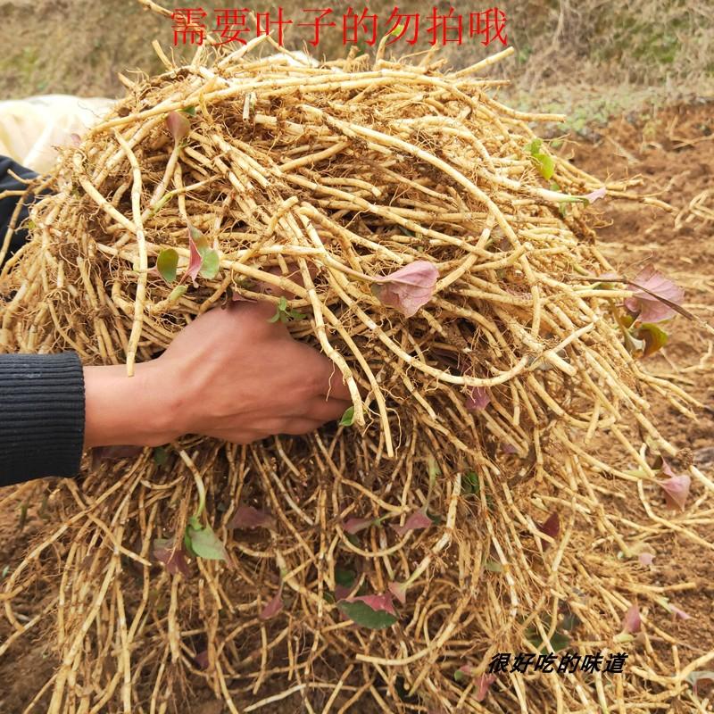 鱼腥草鱼腥草根，药用鱼腥草长期供应，全年不断货